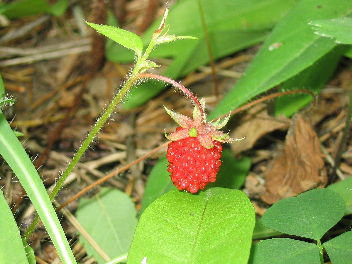 The wild strawberry is tinier than its domesticated counterpart, but it’s packed with flavor.